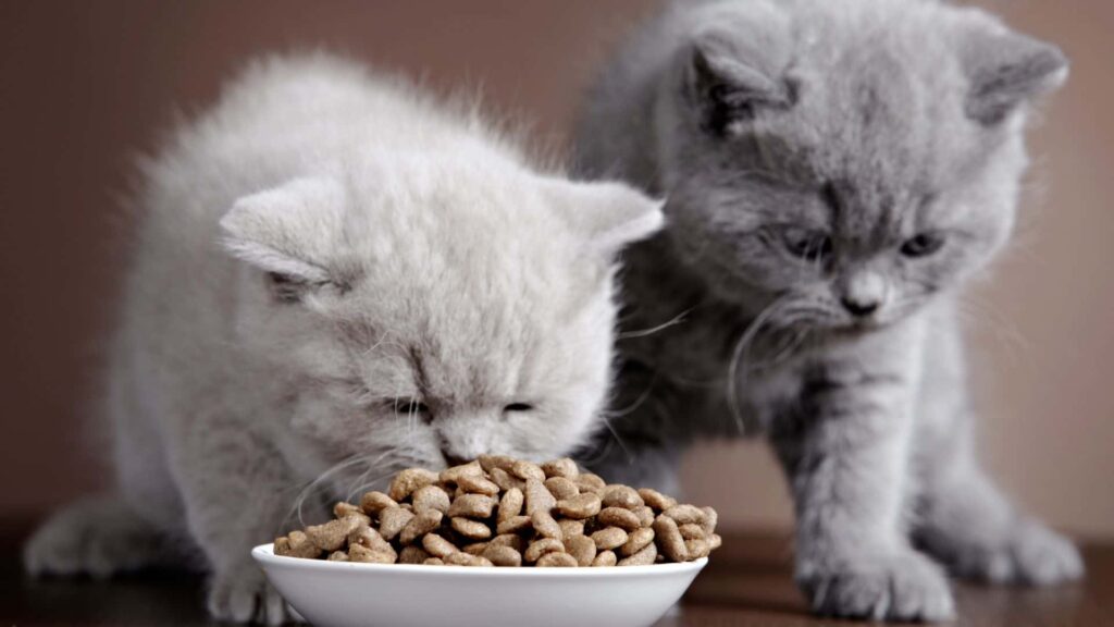 סוגי מזון לחתולים